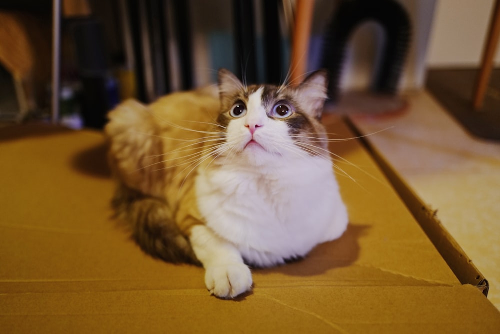 brown and white cat lying on cardboard box