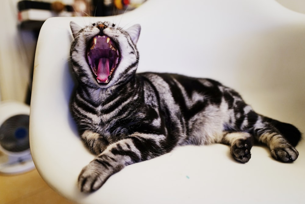 chat tigré argenté couché sur une chaise
