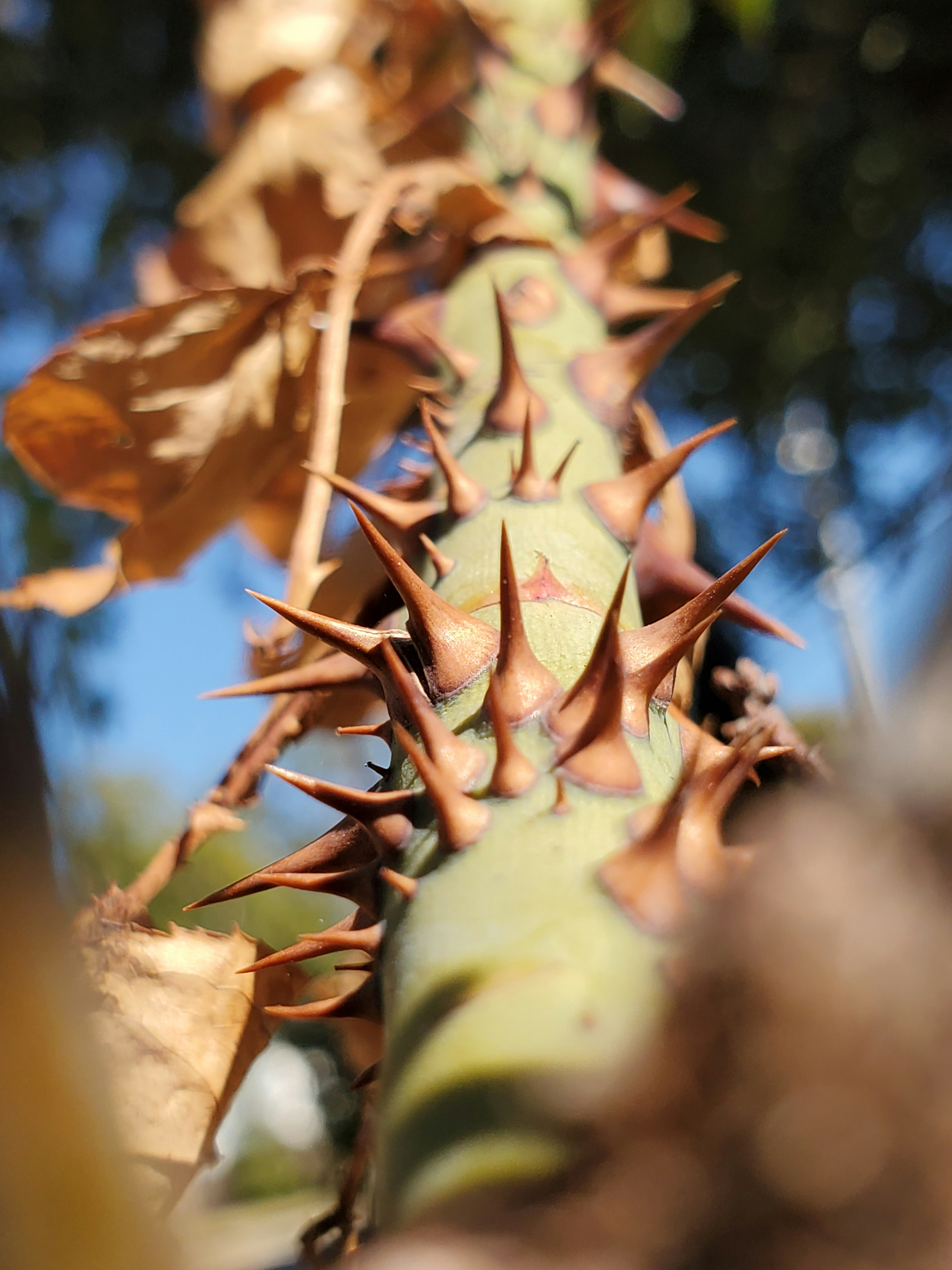 とげのある植物の写真の写真 Unsplashで見つける工場の無料写真