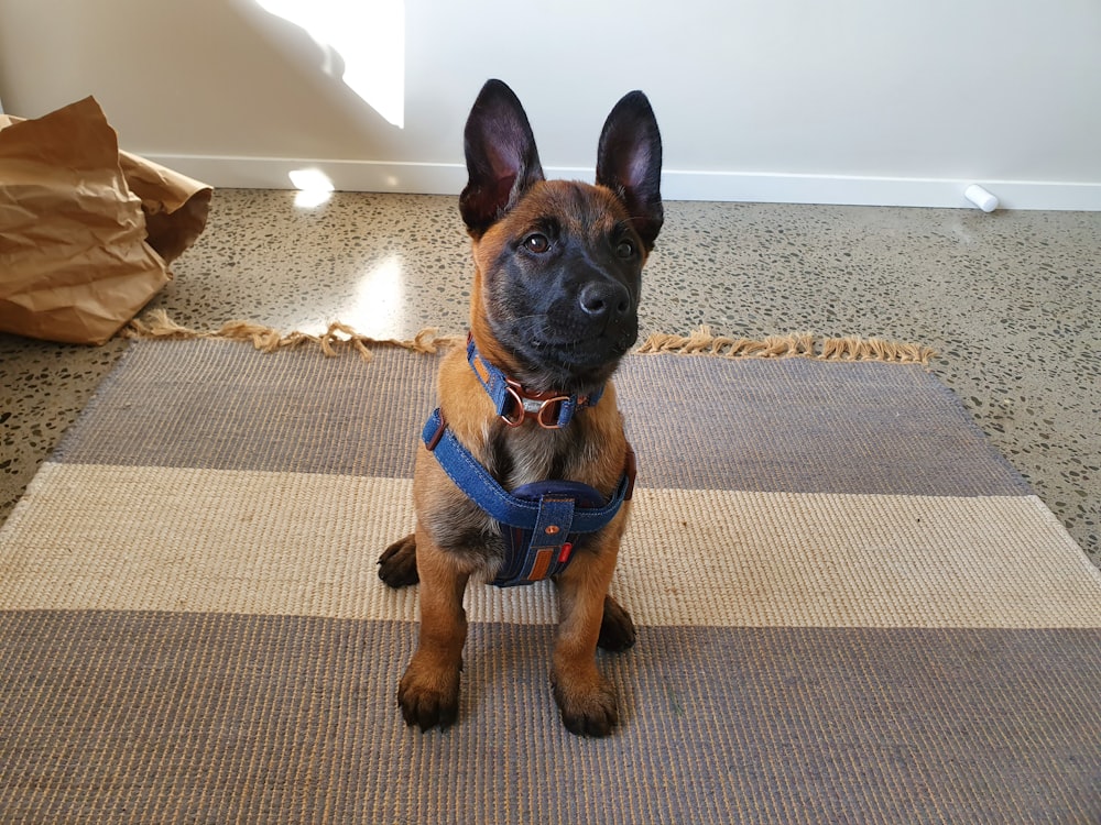 black and tan German shepherd puppy