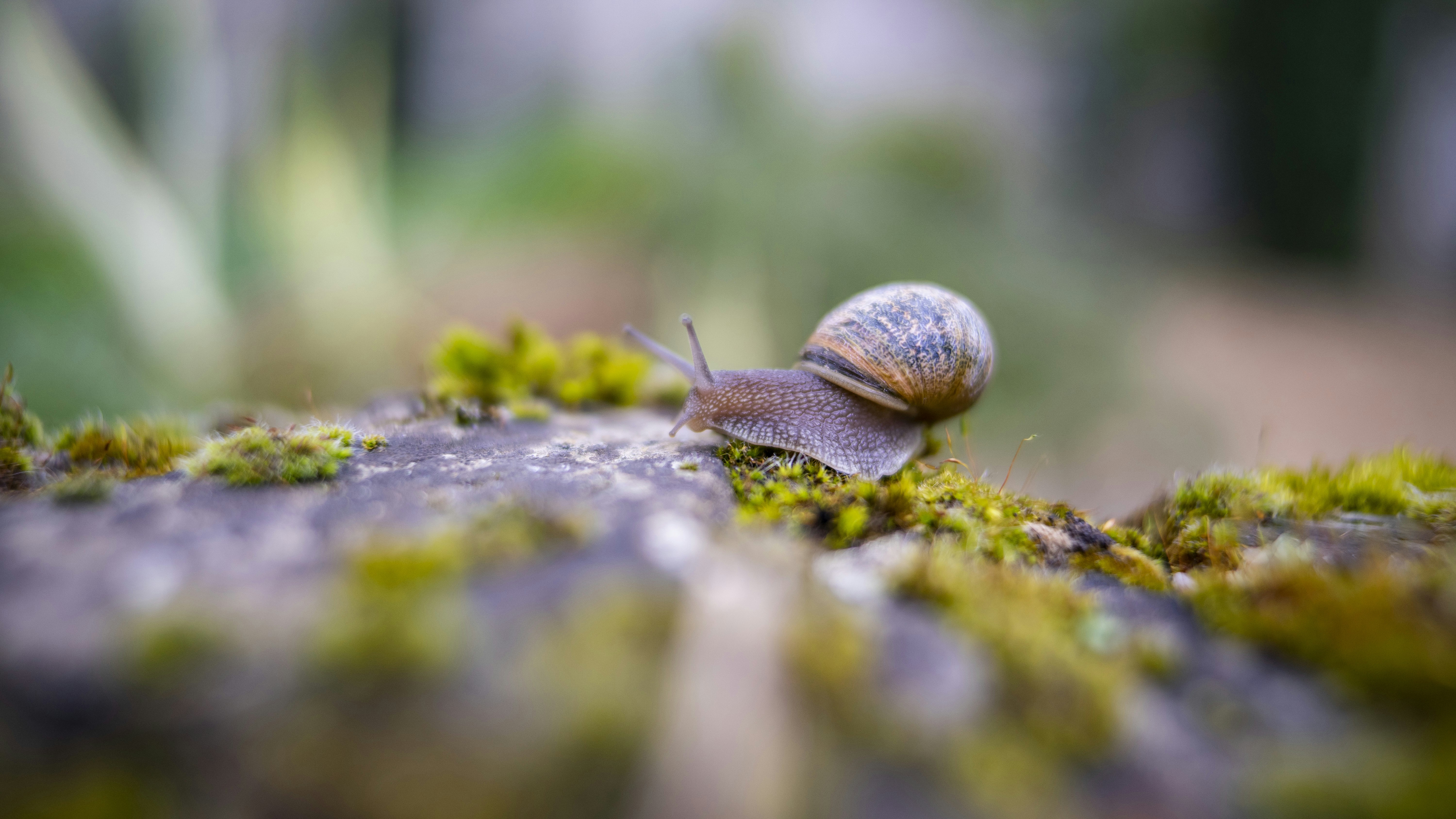 Fotografía de caracol marrón foto – Imagen de Bokeh gratuita en Unsplash, image size:3000x1688