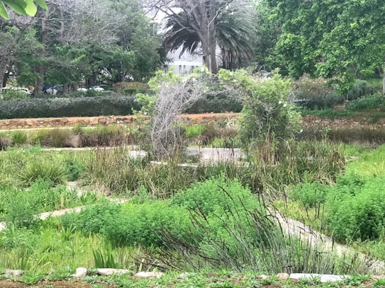 A lush, green landscape featuring various types of vegetation, including dense shrubbery, tall grass, and mature trees in the background. A small pathway meanders through the greenery, leading towards a backdrop of large trees and a white building partially obscured by the foliage.