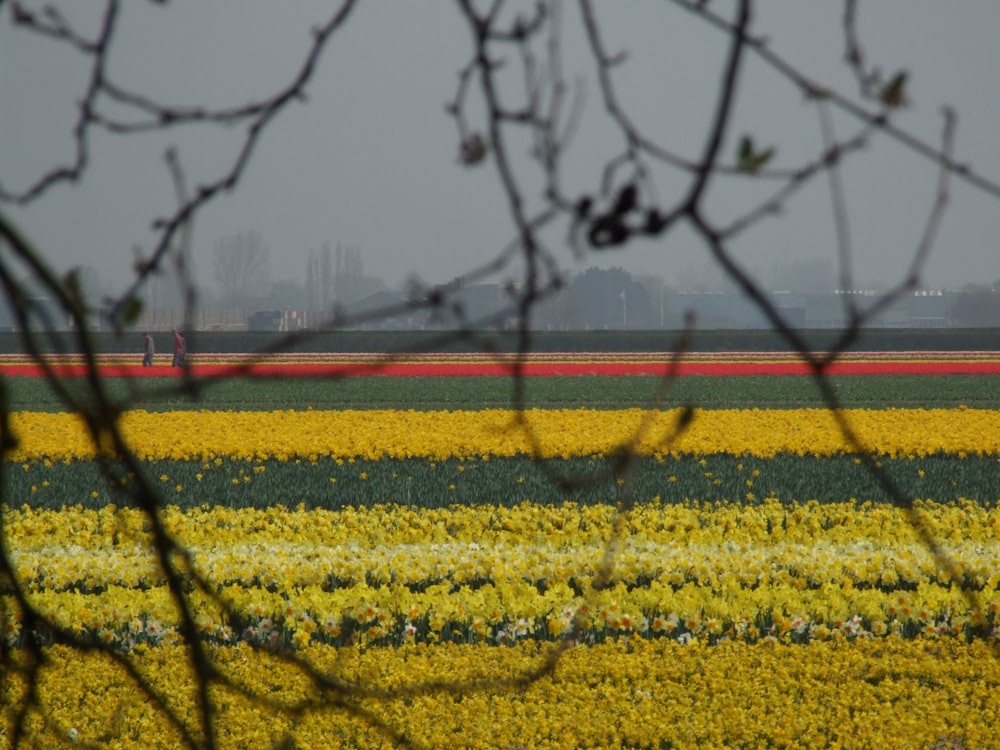yellow flower field viewing city with high-rise buildings during daytime