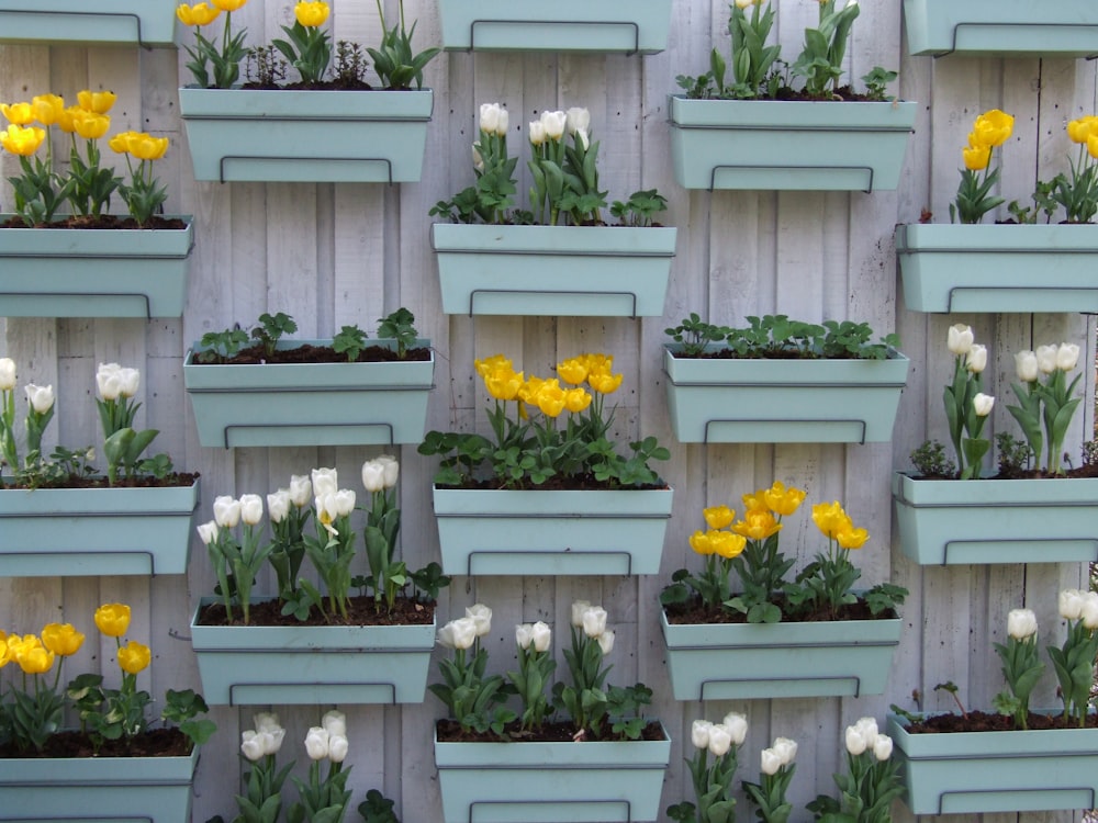 yellow and white petaled flowers