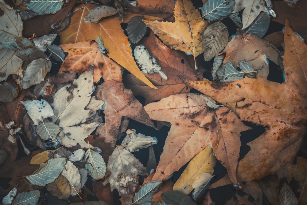 Photographie de feuille d’érable