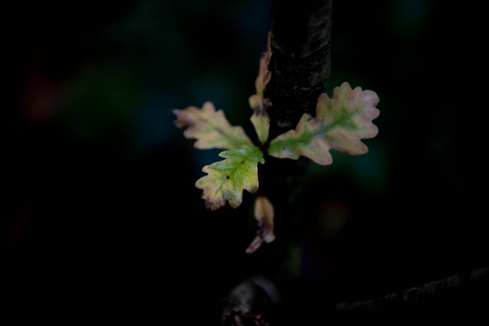 green-leafed plant