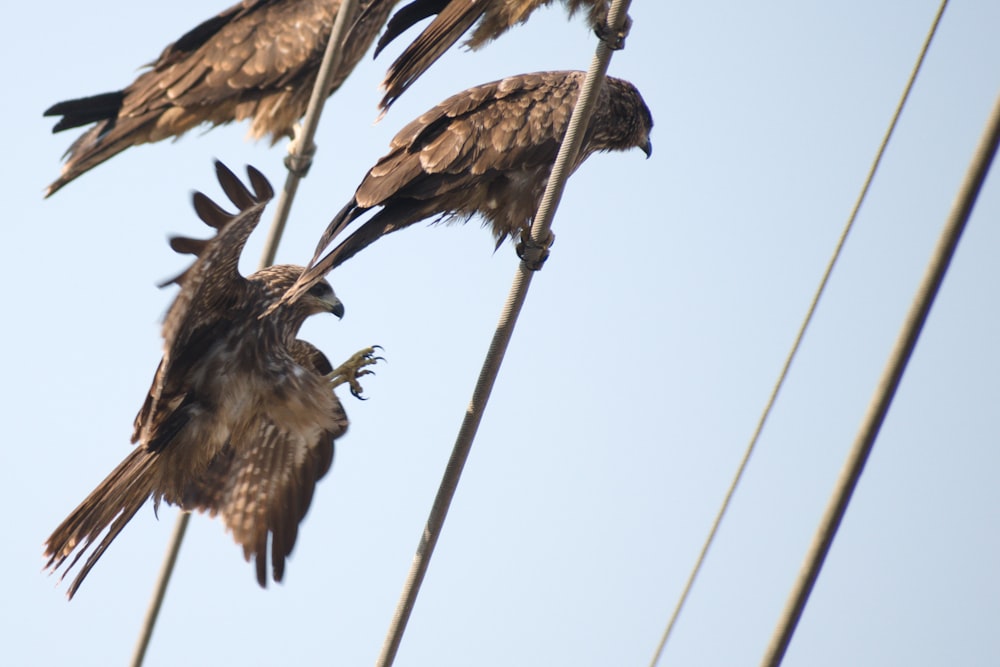 four brown eagles on electric cable