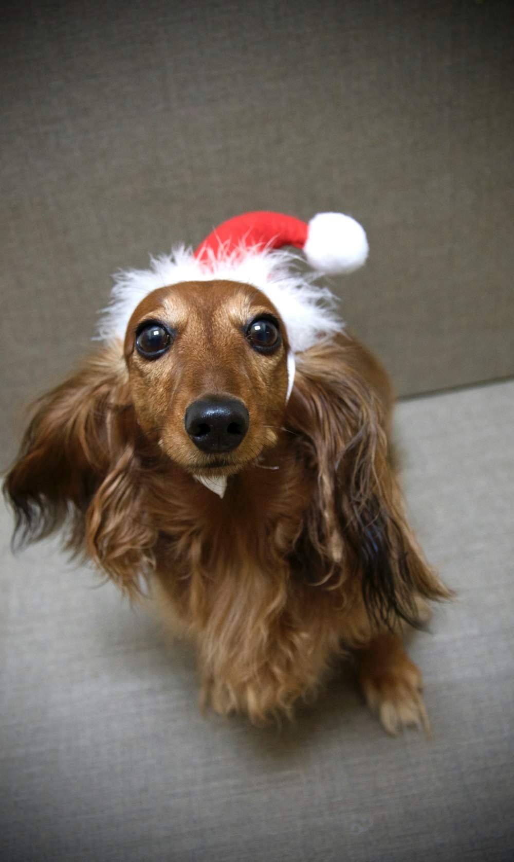 long-coated brown dog with Santa hat