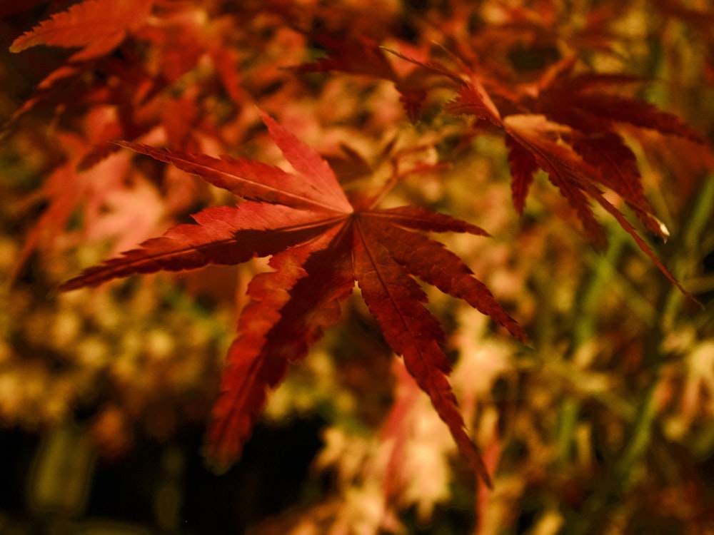 macro photography of orange maple leaves