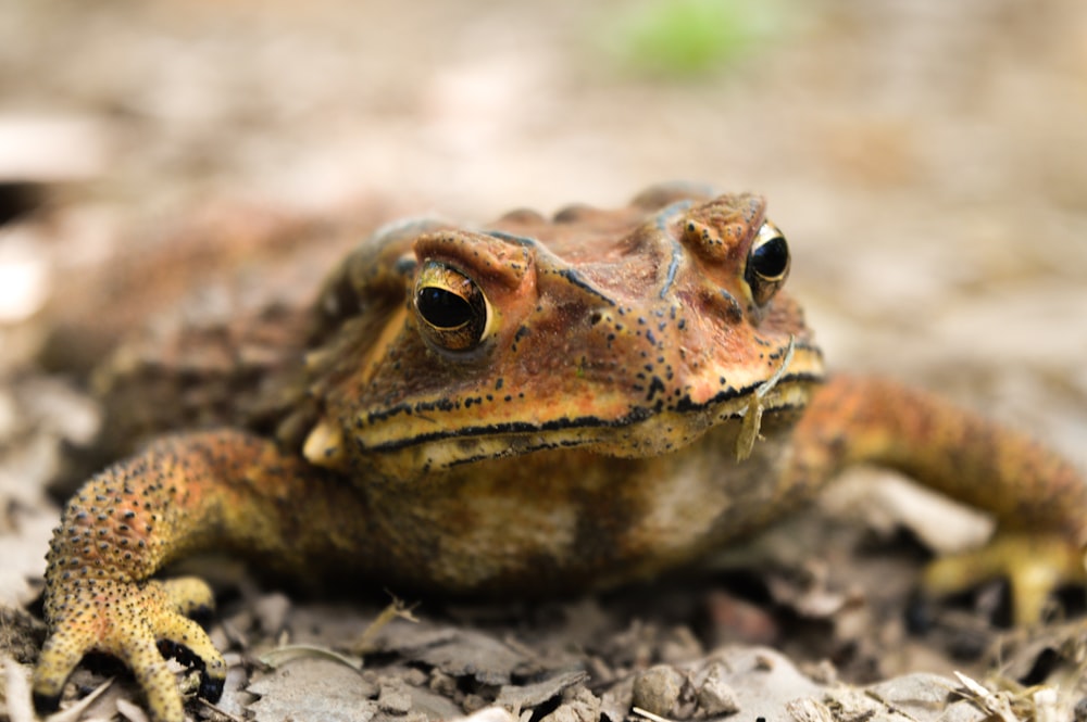 macro photography of brown from