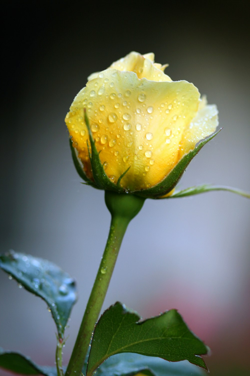 fotografia em close-up da flor amarela da rosa