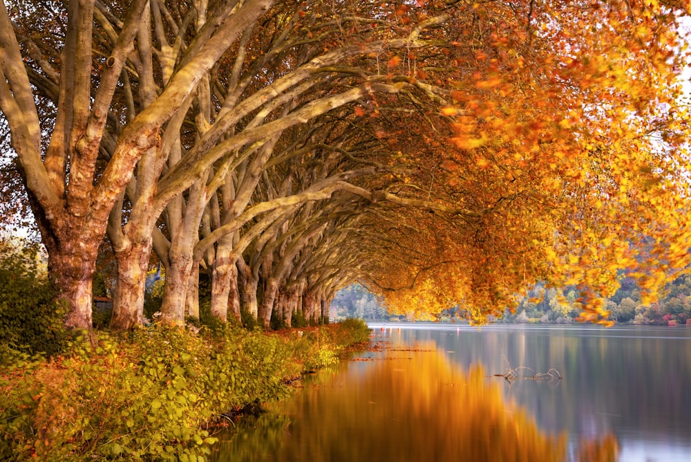 Arbres à feuilles brunes près d’un plan d’eau