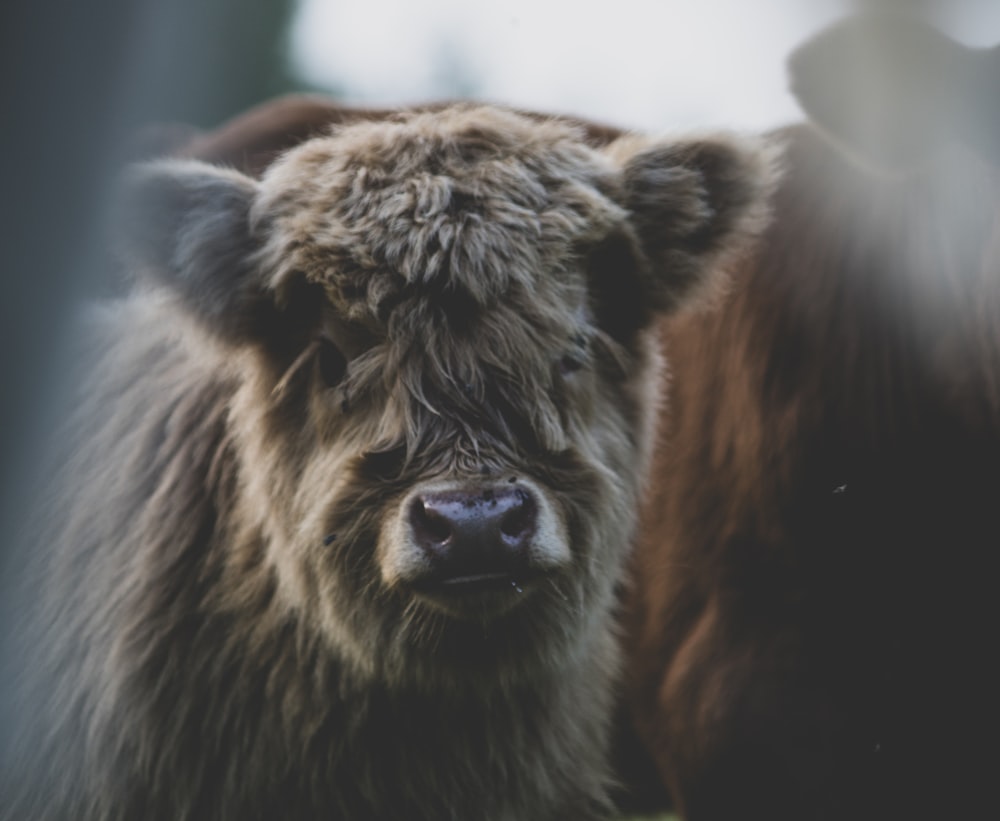 closeup photography of gray bison