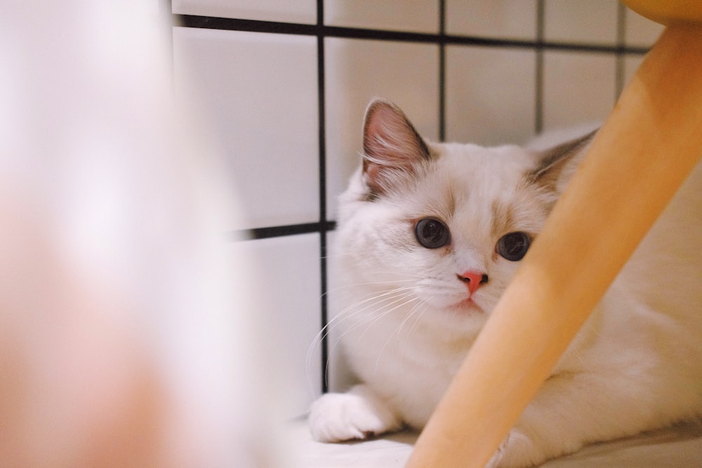 closeup photography of white cat