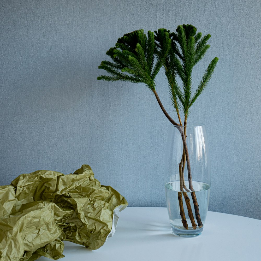 green-leafed plant on clear glass vase