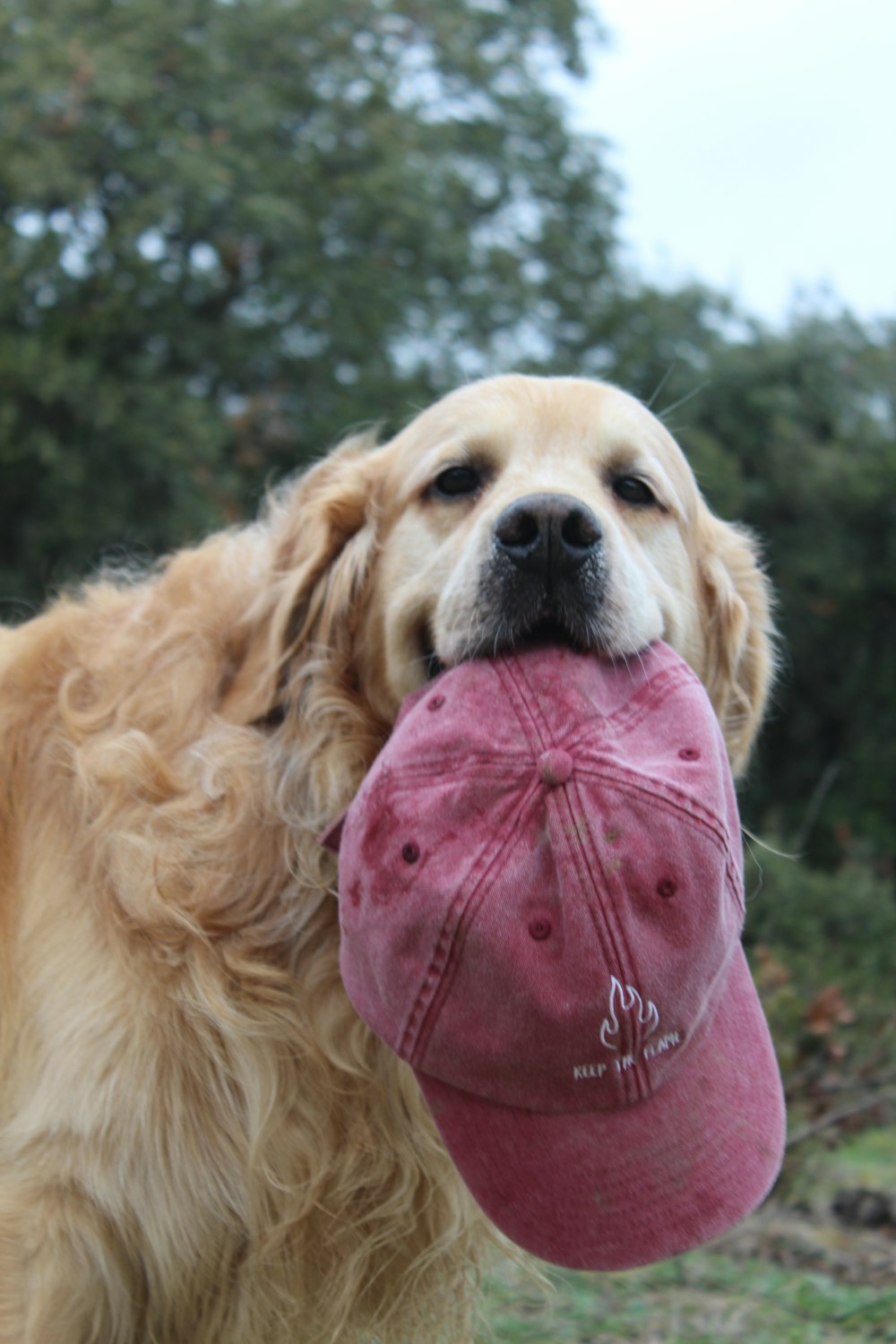 Labrador retriever biting red cap