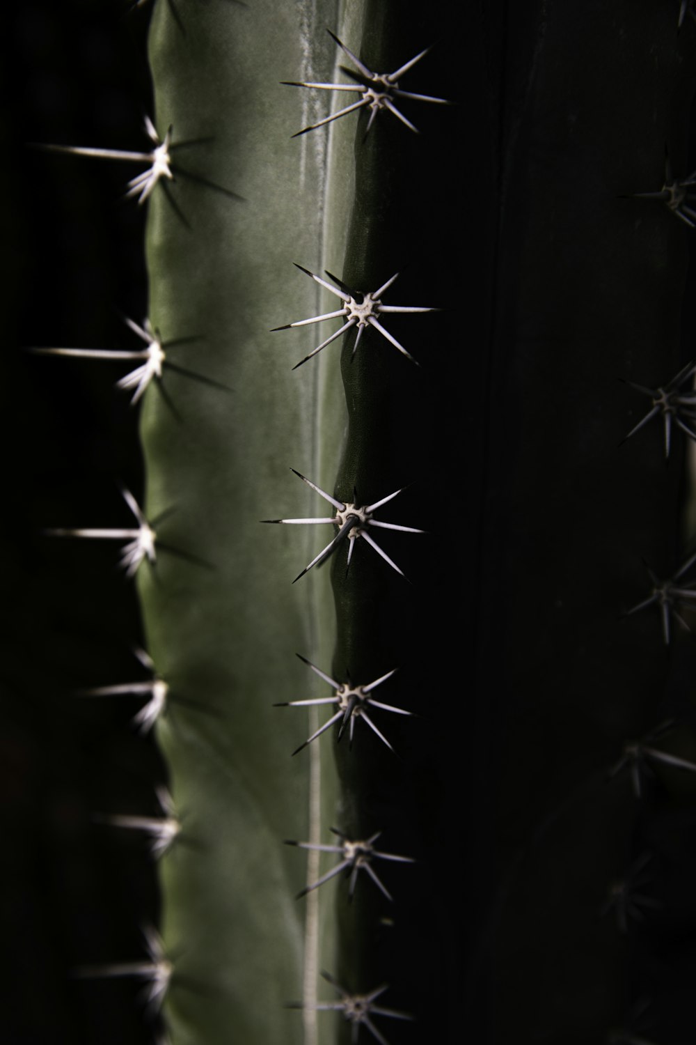 low-light photo of cactus plant