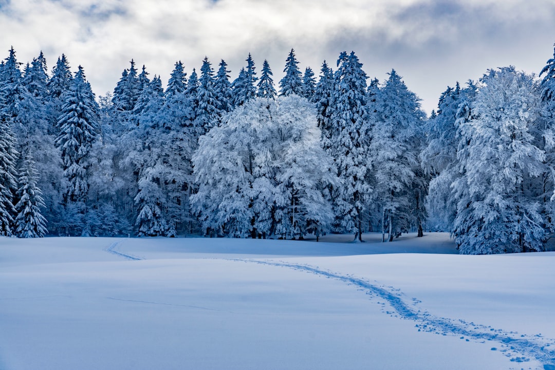 pine trees covered by snow