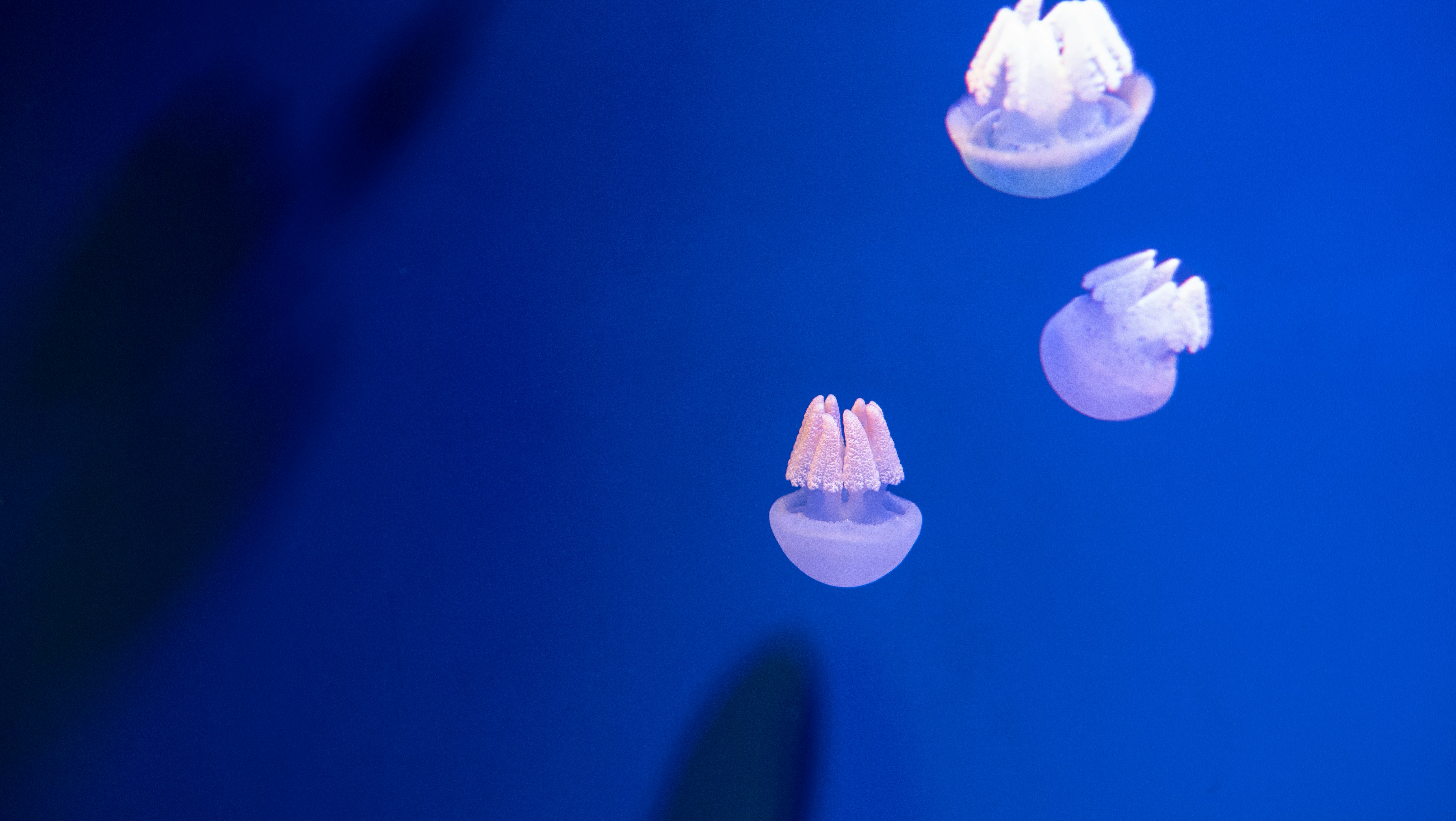 Photo by sangga_selia