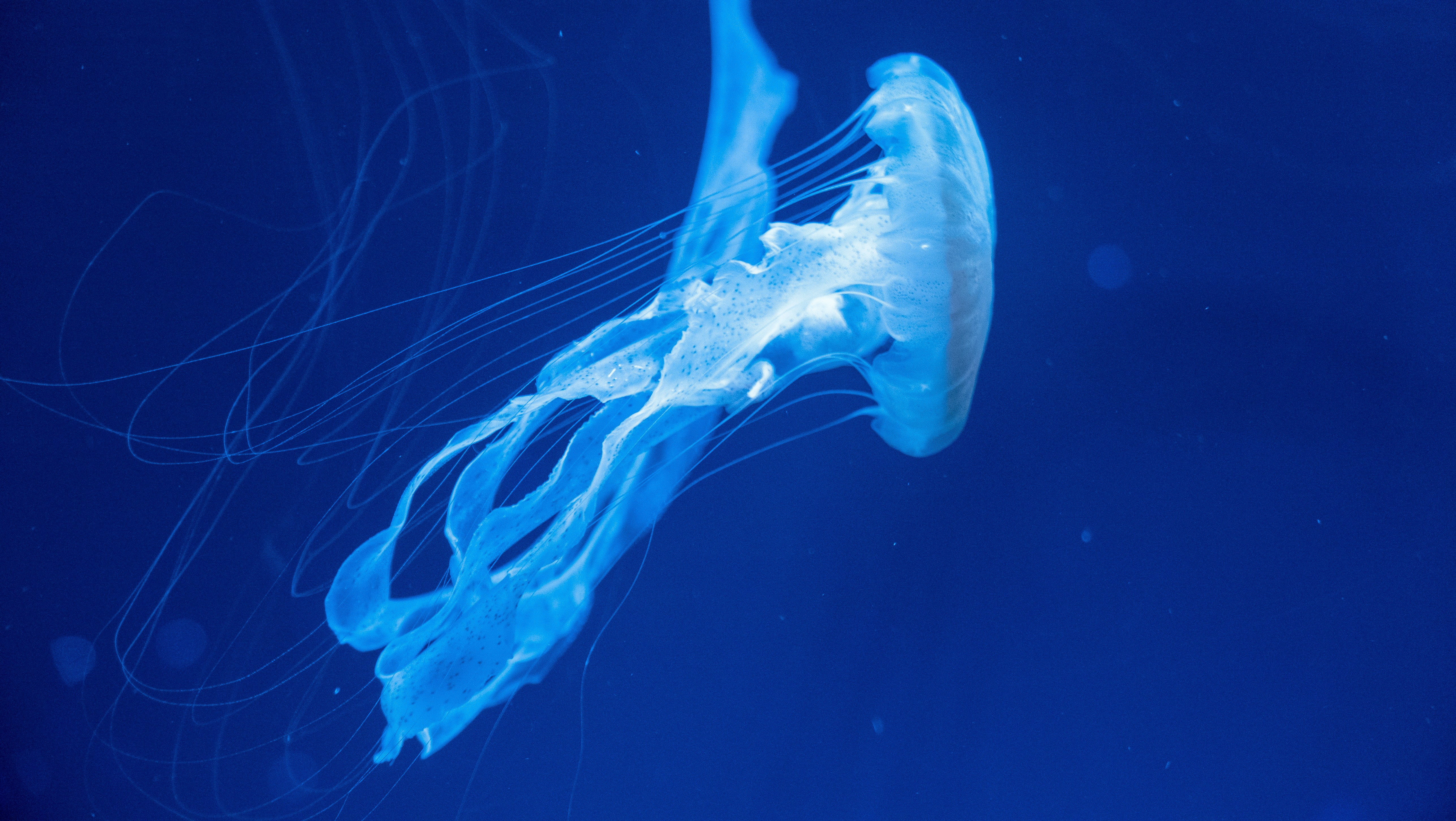 Photo by sangga_selia