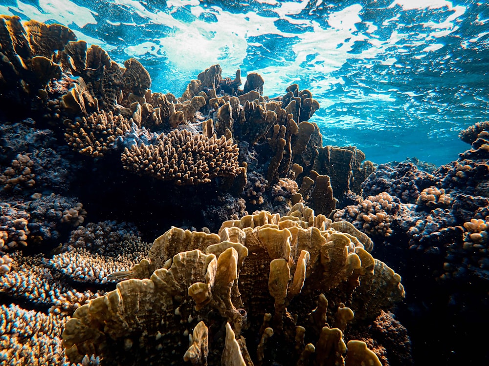 coraux bruns