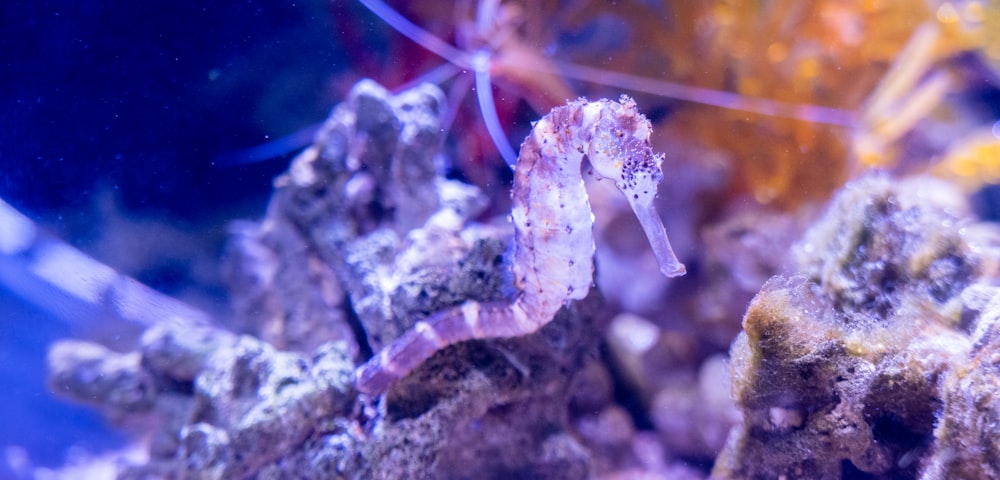 Caballito de mar púrpura y blanco