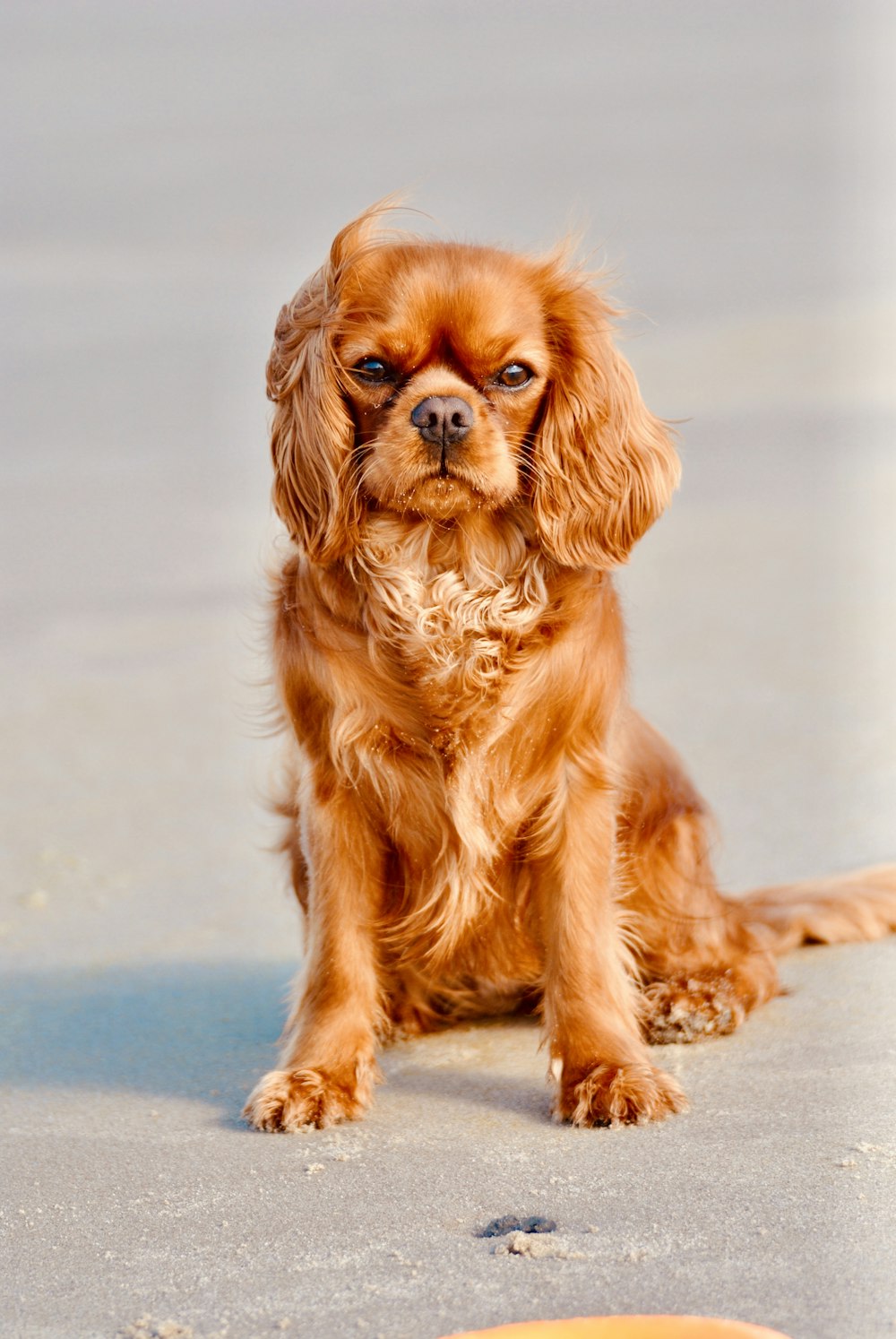 shallow focus photo of long-coated brown puppy