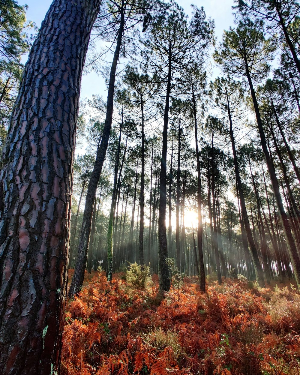 green-leafed tall trees