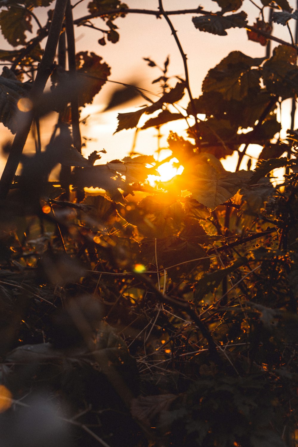 selective focus photo of plants against the sun