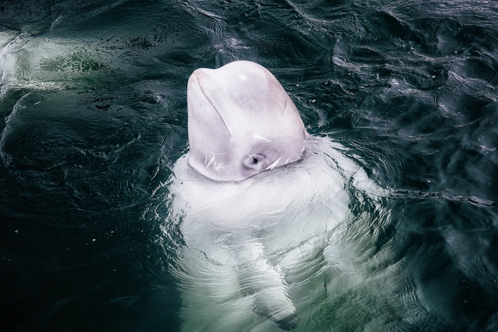beluga whale on calm body of water
