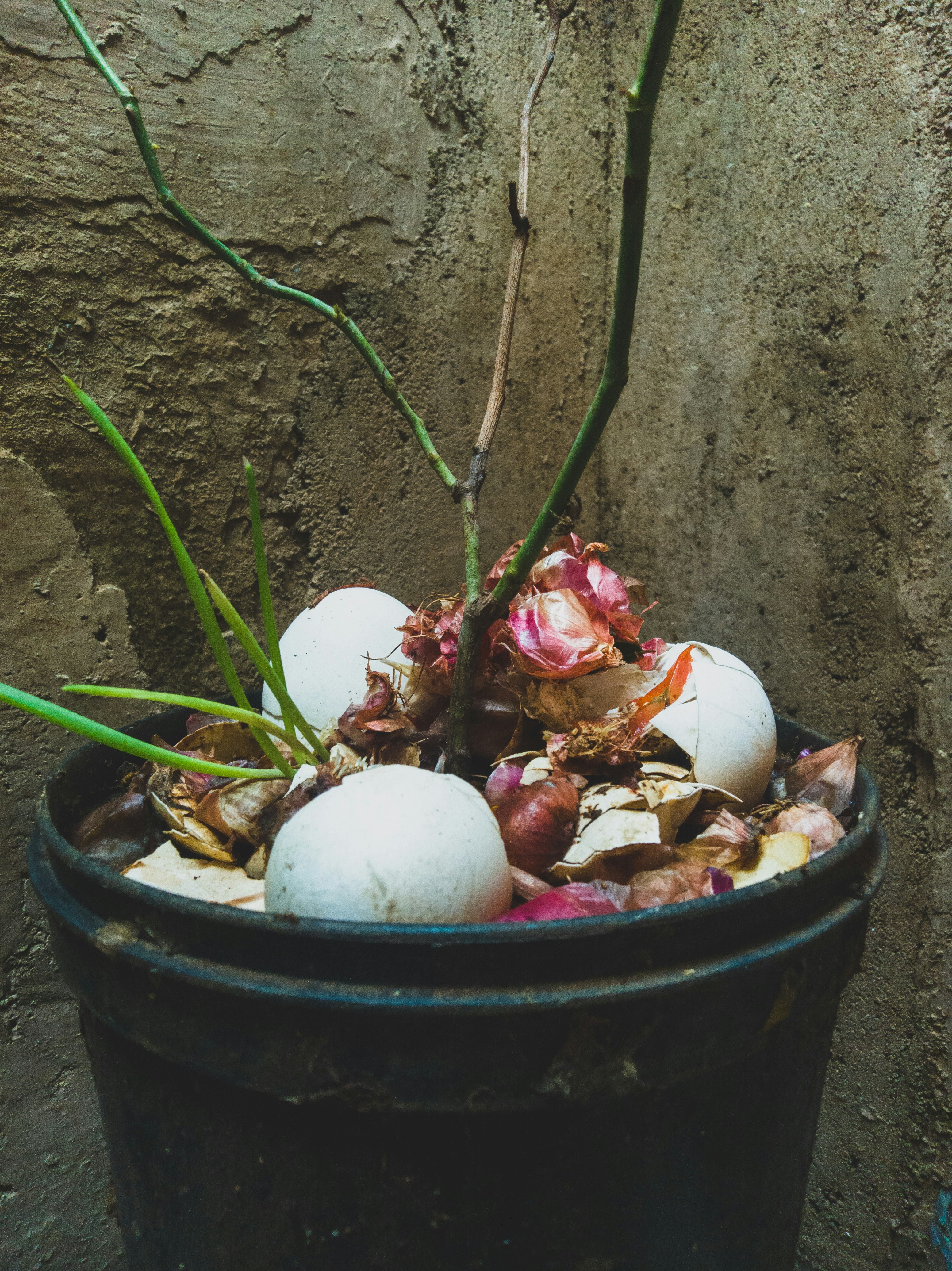 Using Kitchen Scraps as Fertilizer
