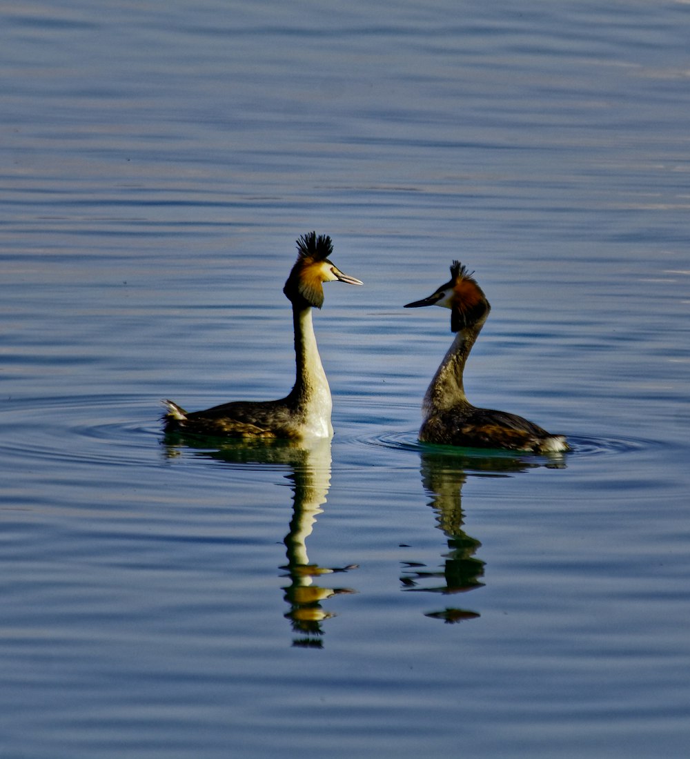 two duck on body of water