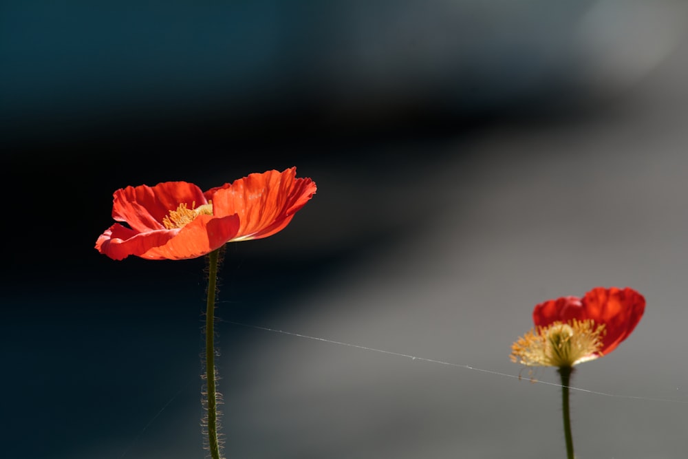 red-petaled flower