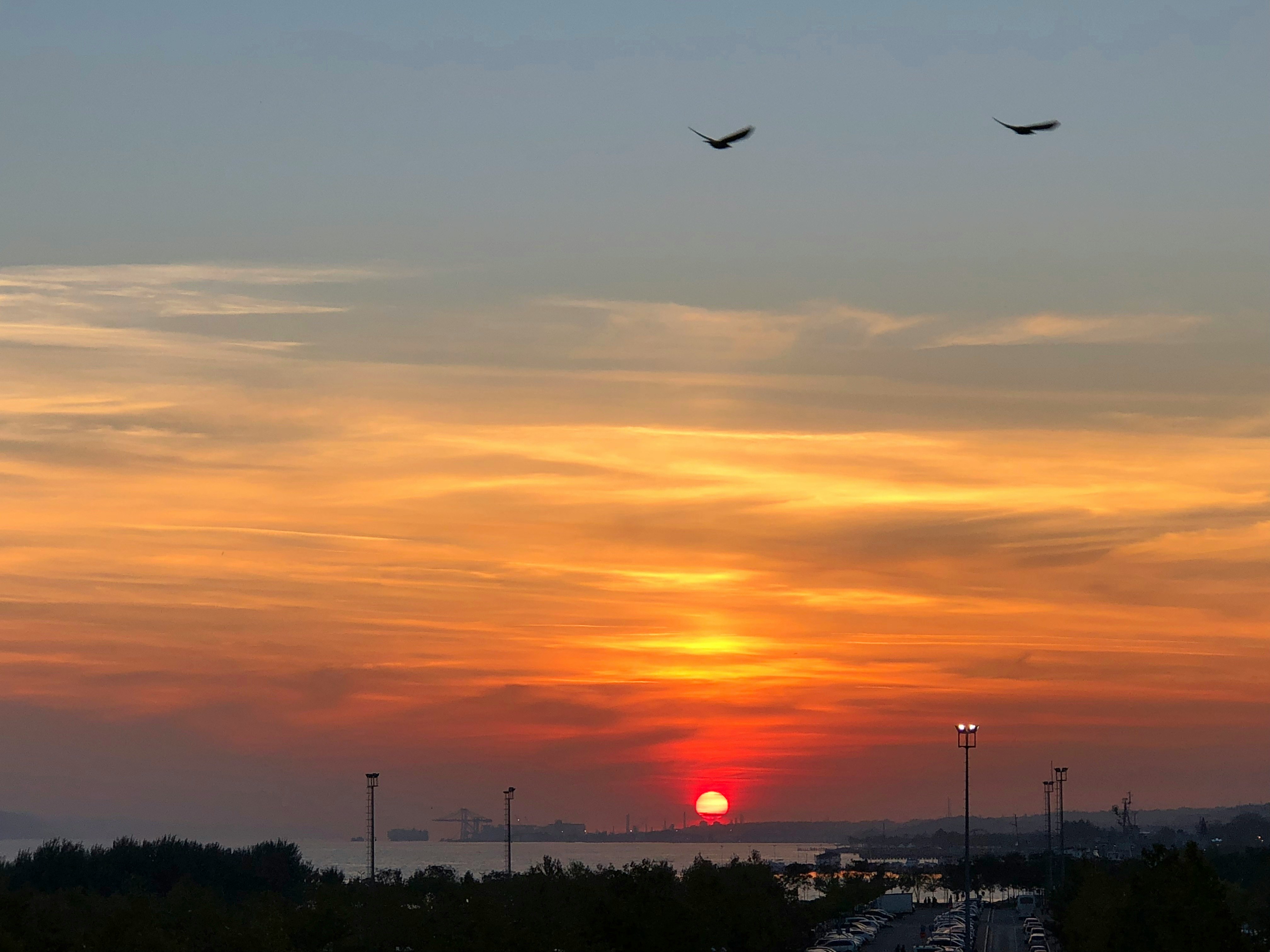 two birds at flight