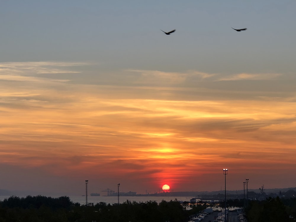 two birds at flight