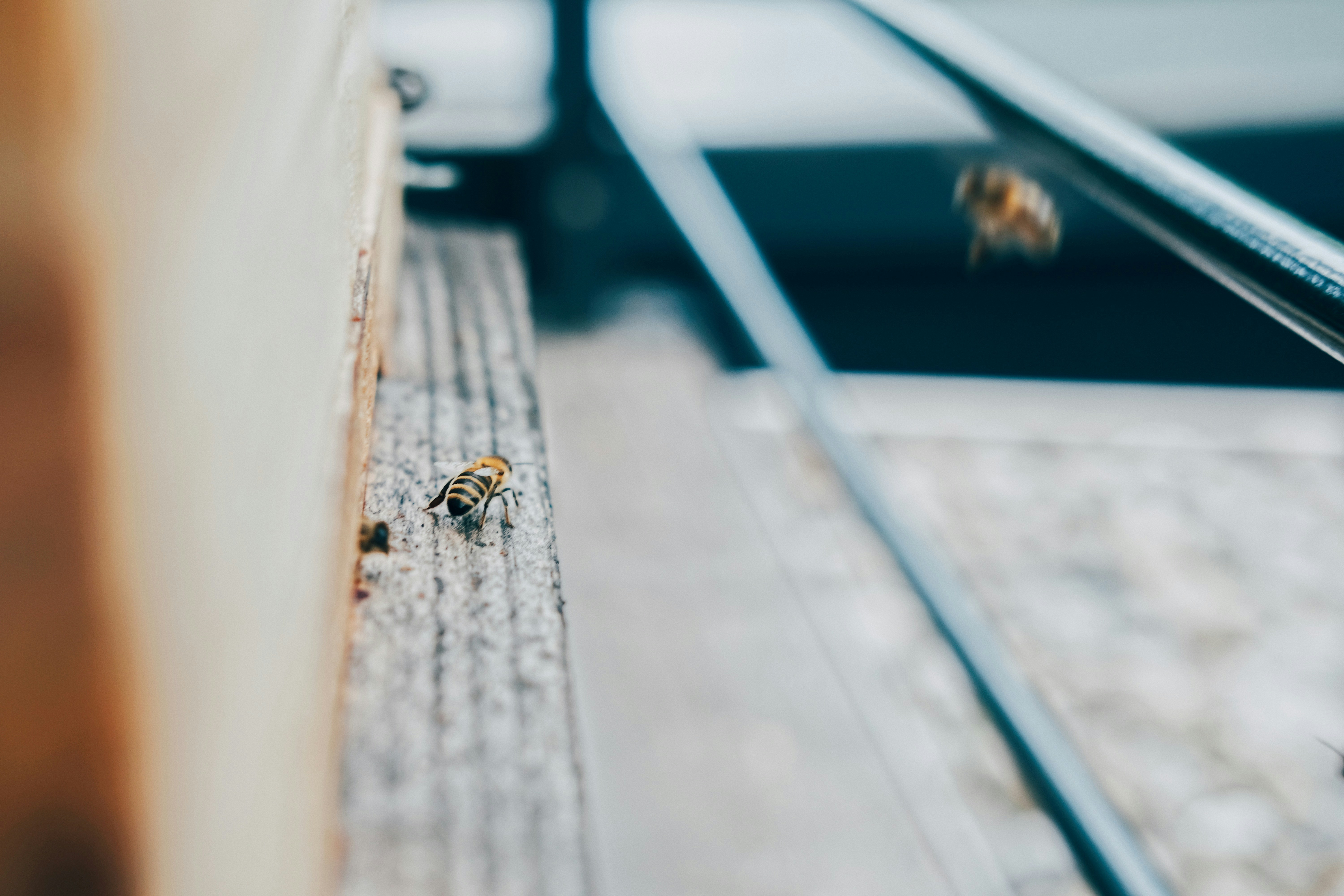 pest inspection