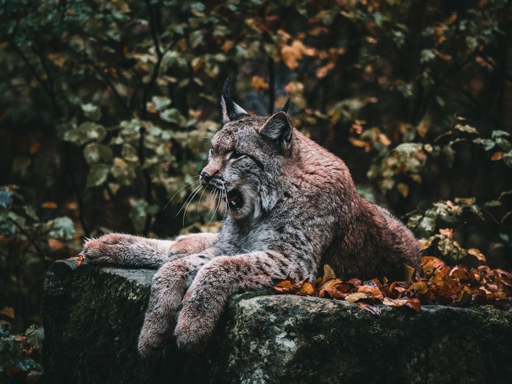 brown lioness on boulder