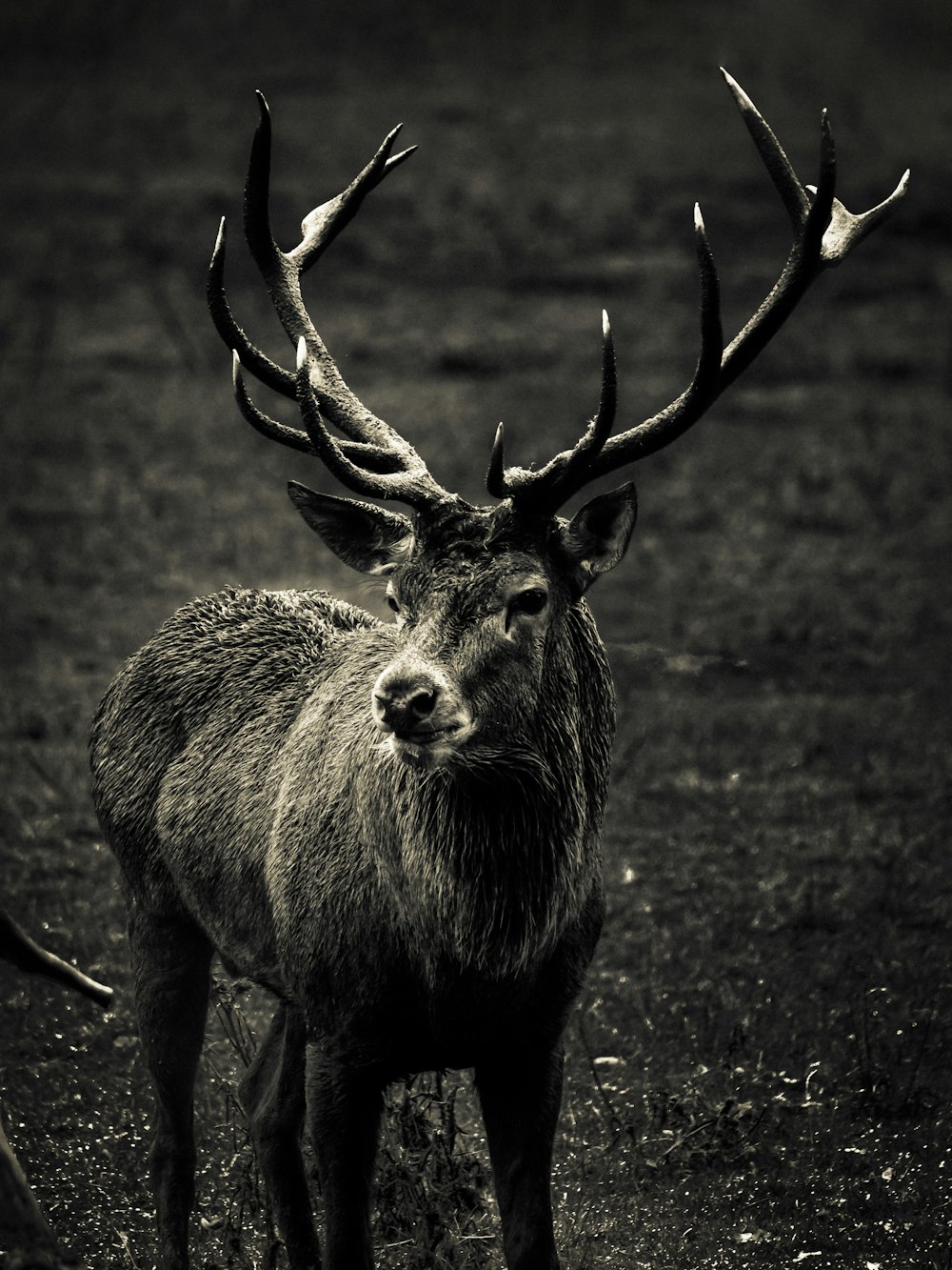 grayscale photography of deer