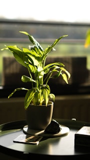 A vibrant green potted plant basking in natural sunlight on a rustic wooden table.