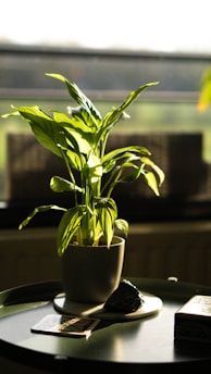 A vibrant green potted plant basking in natural sunlight on a rustic wooden table.