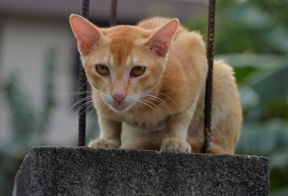 orange Tabby cat