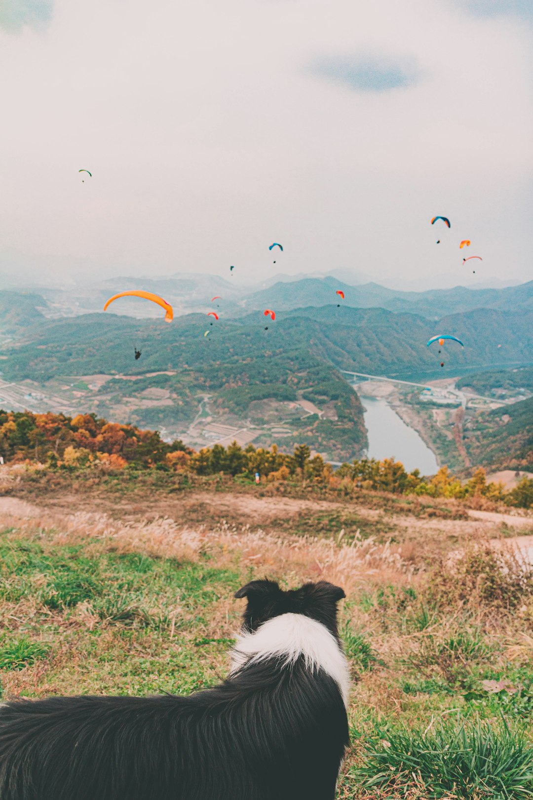 black and white coated dog on mountain