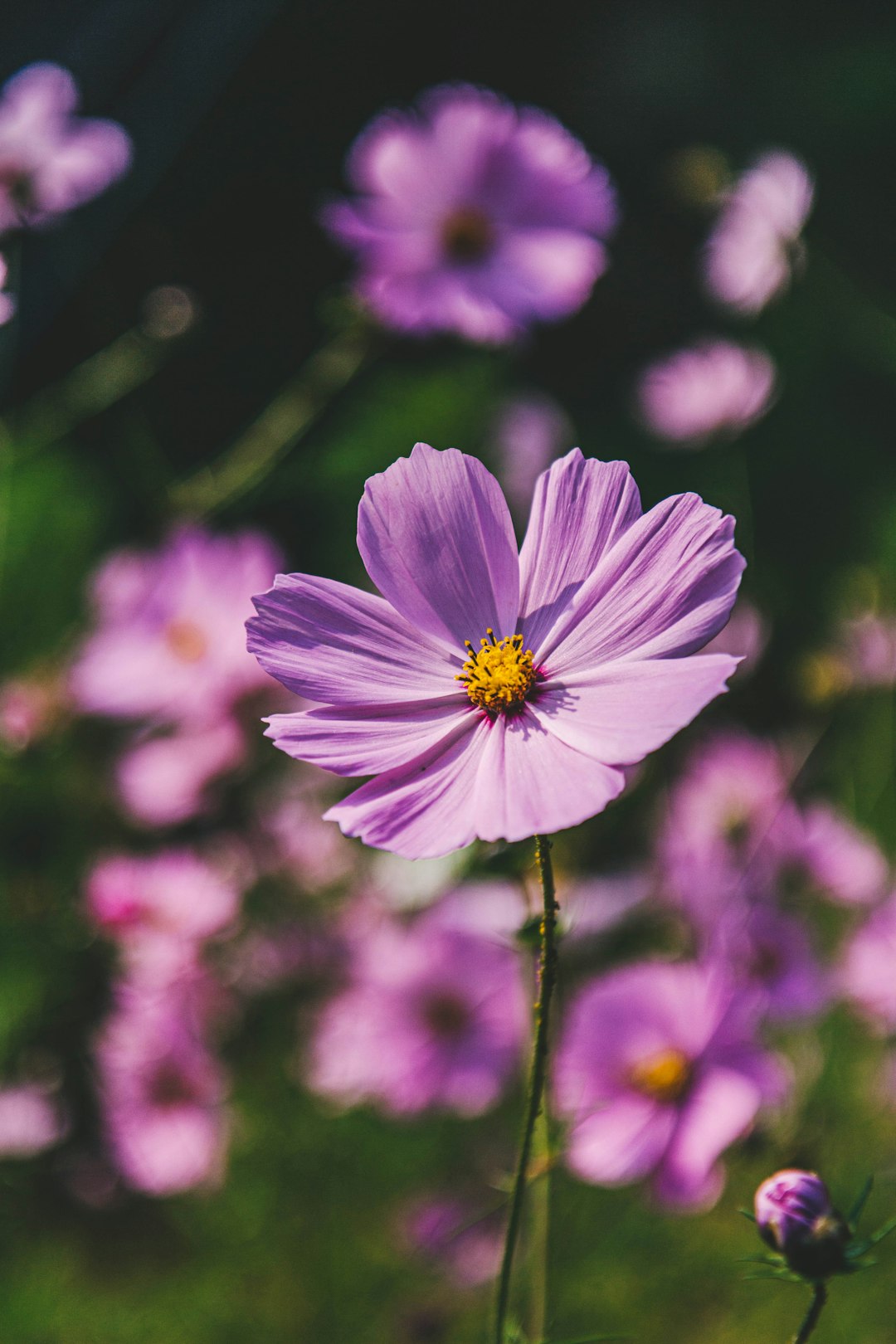 photo of purple flowers