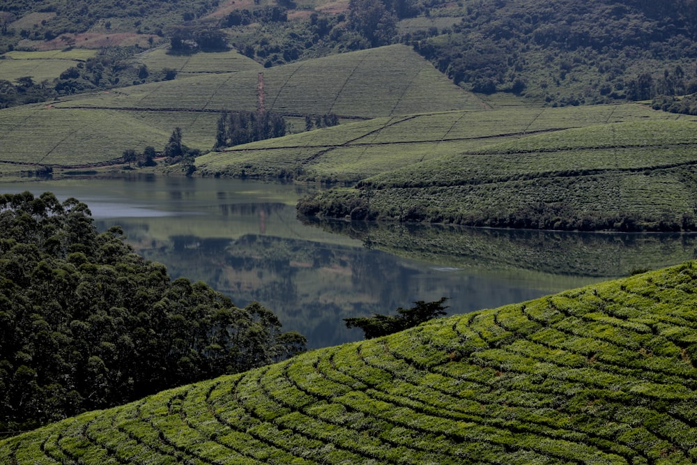 cenário do campo de grama verde