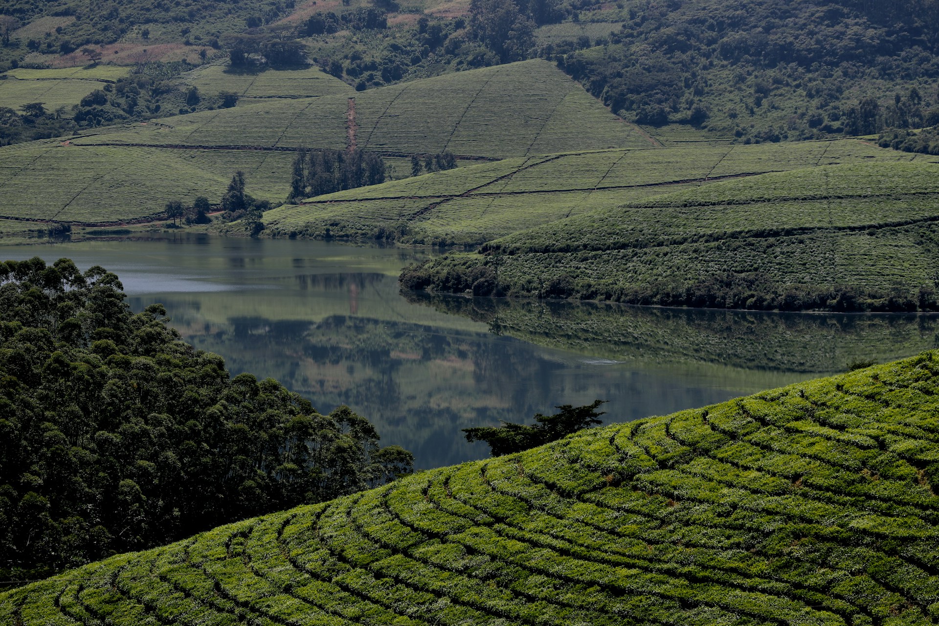 green grass field scenery