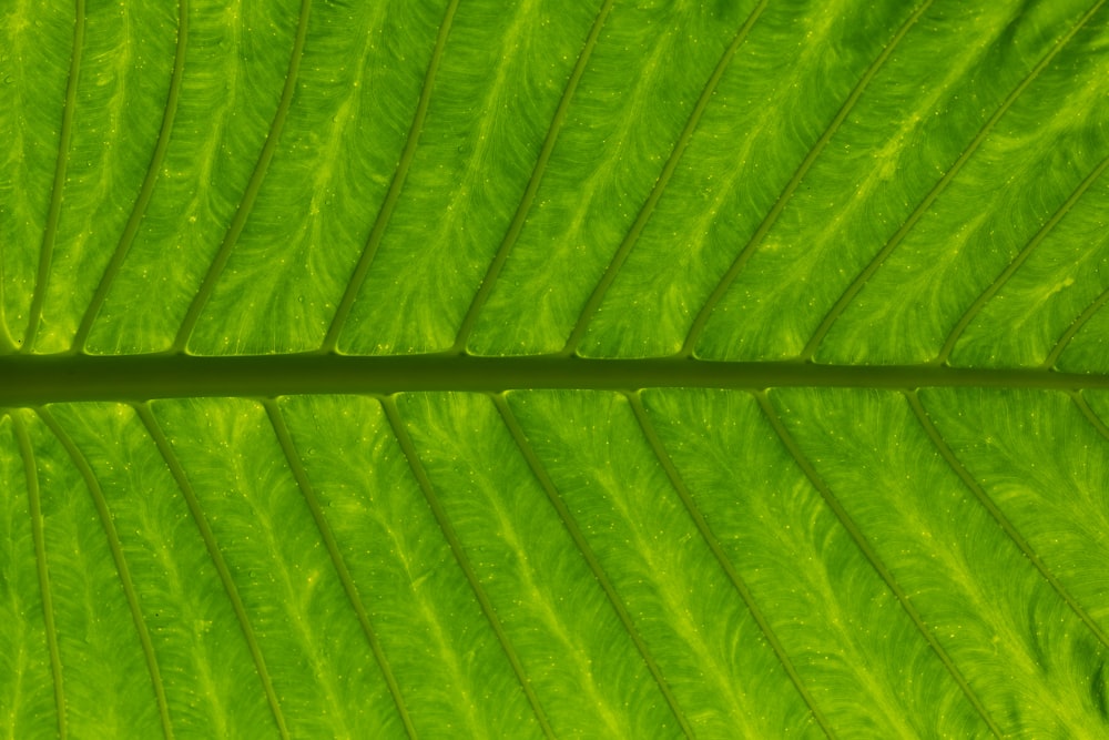 a close up of a large green leaf