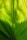 A satisfied client reflecting on their palm leaf astrology reading.