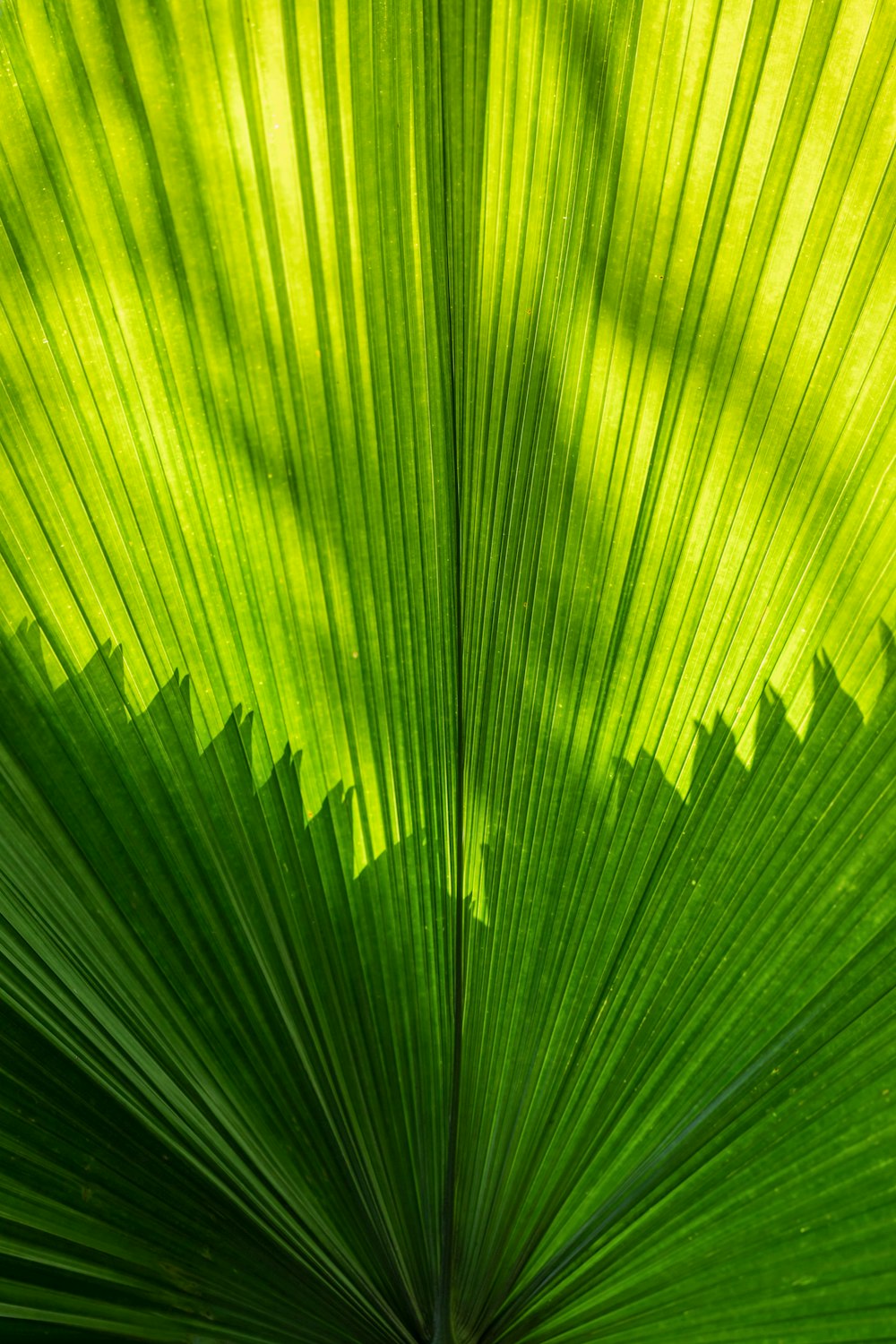 green palm leave