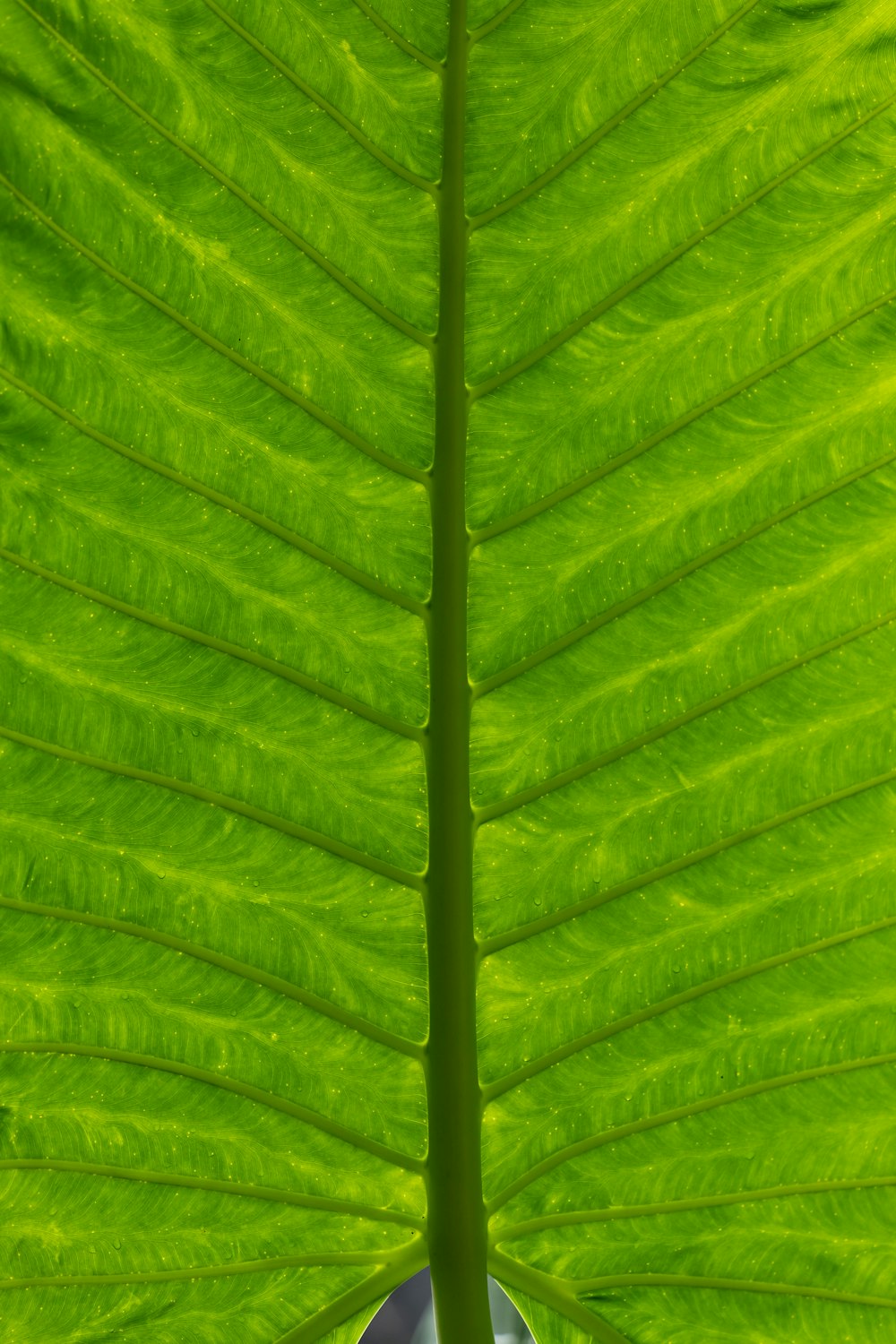 green leaf