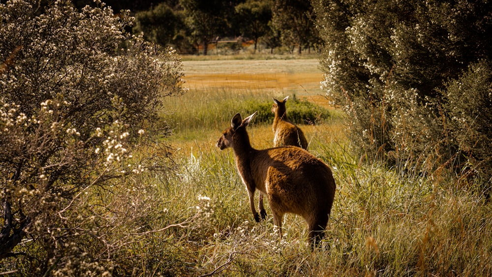 Cerf brun courant sur un champ d’herbe